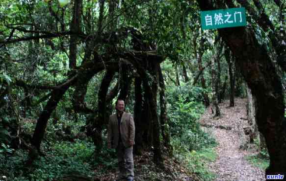 高贡山古树茶：品种、品质与购买指南