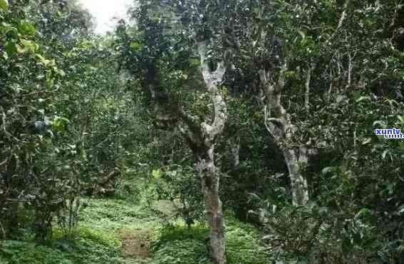 丁家寨雨林古树普洱生茶，探寻神秘的丁家寨雨林：品味古树普洱生茶的魅力