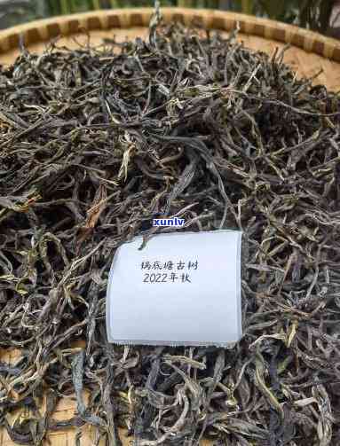 子箐锅底塘古树茶-子箐锅底塘古树茶价格