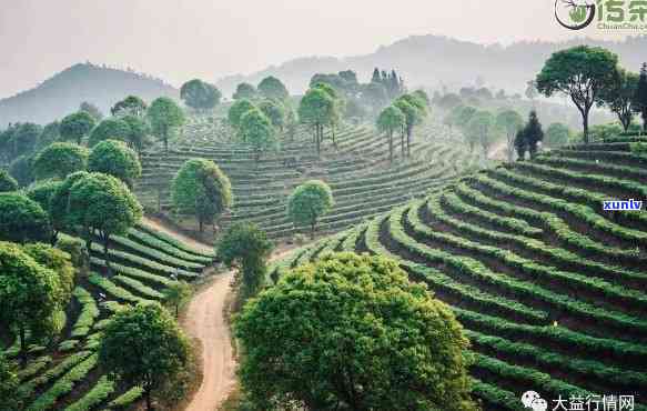 大益茶文化中心概况介绍：探索茶叶艺术与历的综合性平台