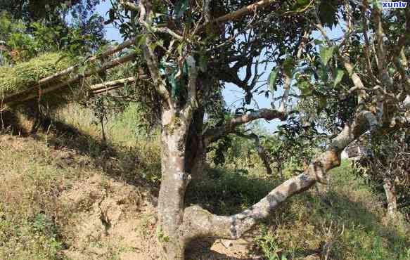 南糯山古树茶口感特点，探秘南糯山古树茶：独特的口感特点解析