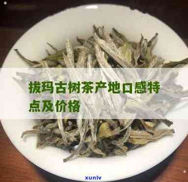 拔玛古树茶口感特点：奶油般丝，独特产地特色