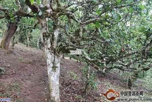 云南十大古树茶产地-云南十大古树茶产地在哪里