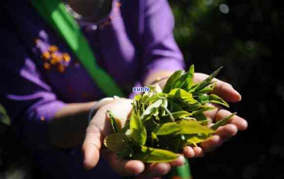 深度解析：景迈山古树茶的口感及其独特特点，附高清照片