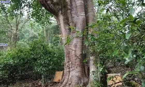 正宗拔玛古树茶价格及图片，探索云南古树茶的韵味：正宗拔玛古树茶价格与图片全解析