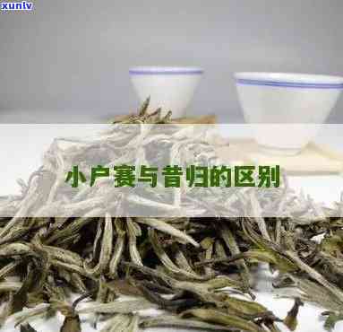 小户赛与昔归的区别，探秘茶叶世界：小户赛与昔归的口感与区别