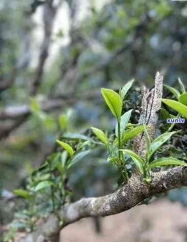 昔归古树口感，探索云南普洱茶的独特韵味：品鉴昔归古树口感的奇妙体验