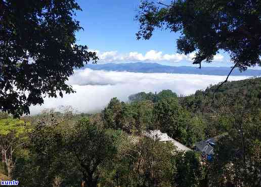 景迈古树茶在哪个山头，探寻普洱茶珍品：景迈古树茶究竟产自哪座山头？