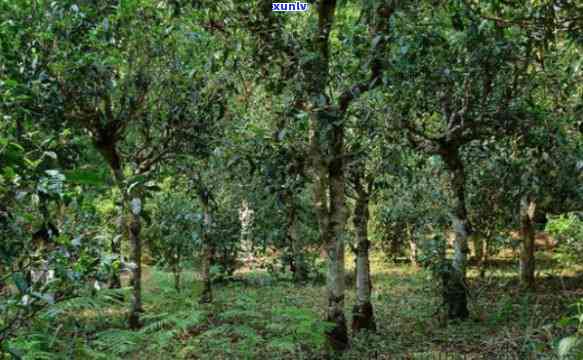 景迈山古树红茶特点-景迈山古树红茶特点介绍