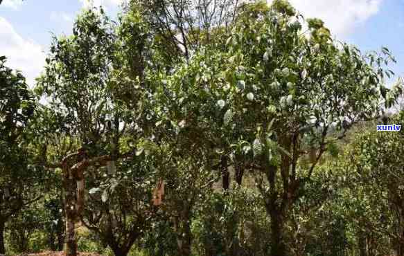 探究澜沧景迈古茶园：哪些茶树在这里生长？