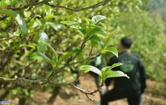 探究澜沧景迈古茶园：哪些茶树在这里生长？