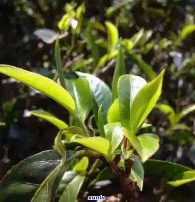 景迈大平掌古树茶特点生茶，探秘景迈山：大平掌古树茶的独特生茶特性