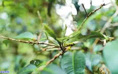 四川特色普洱茶饼销售团队联系方式