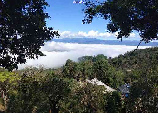 景迈茶的原料产地：西双版纳澜沧县的景迈山