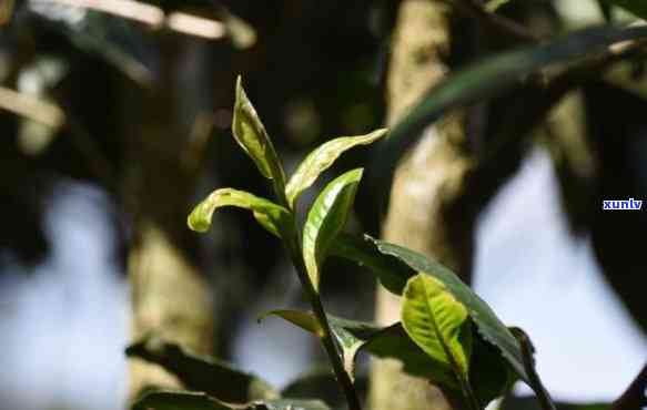 景迈山茶叶特点，探秘云南景迈山：独特茶叶特点解析