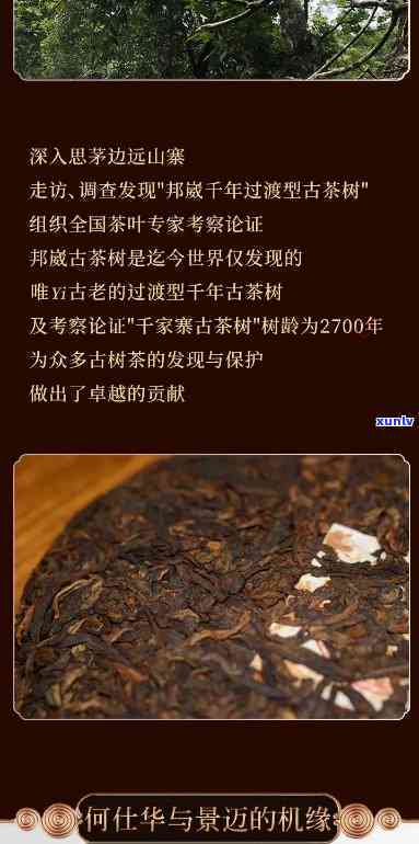 何仕华景迈古茶价格-03何仕华景迈茶