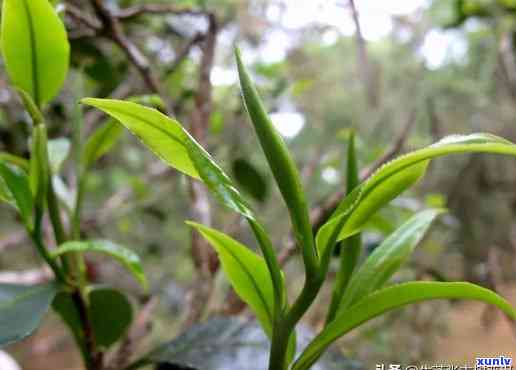 景迈山哪个寨子的茶口感？一探究竟！