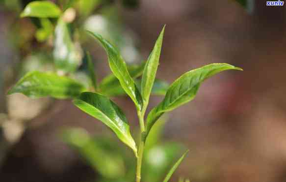 景迈山生态茶怎么样，探秘中国茶叶瑰宝：景迈山生态茶的魅力所在