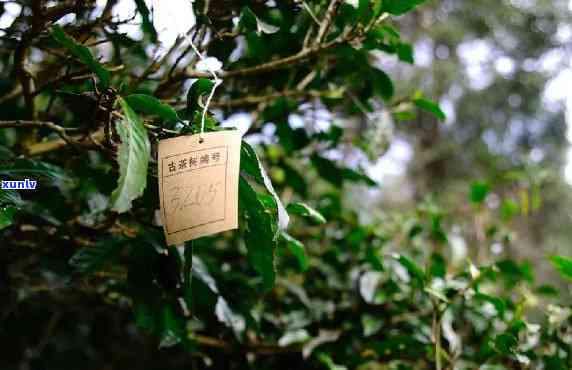 景迈山生态茶怎么样，探秘中国茶叶瑰宝：景迈山生态茶的魅力所在