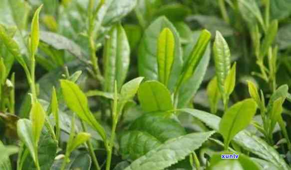 大树茶：功效、作用与禁忌全解析