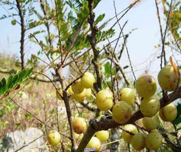 大树茶的口感：清新、醇，带有一丝苦涩与回的特点