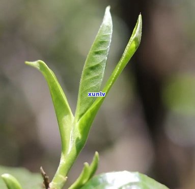 陈升号的茶：为何称为大树茶？是古树茶吗？