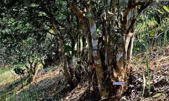 西双版纳勐海大树茶易武古树，探秘云南西双版纳：品味古老易武与勐海的大树茶