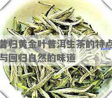 昔归黄金叶茶价格及功效全解析