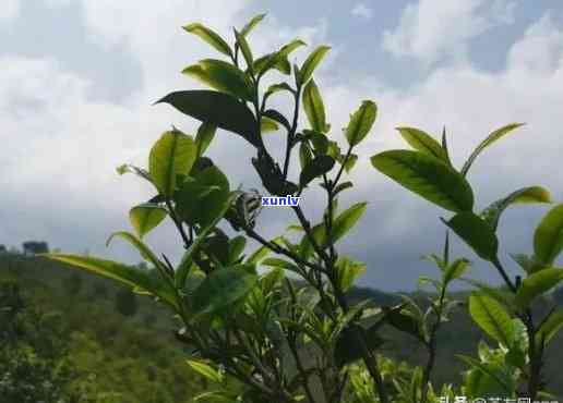 临沧的茶属于什么茶种？详解其分类与特点