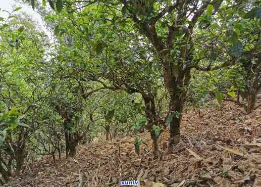 云南临沧镇马鞍山茶：当地特色茶叶，口感独特，香气浓。