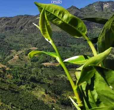 云南临沧镇马鞍山茶：当地特色茶叶，口感独特，香气浓。