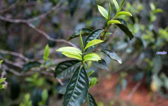 云南临沧镇马鞍山茶：当地特色茶叶，口感独特，香气浓。