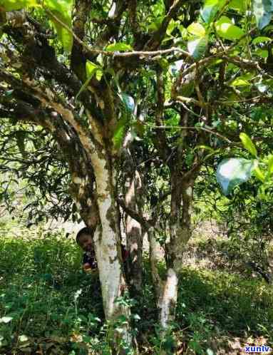 勐库小荒田古树茶特点，探秘勐库小荒田古树茶：独特口感与历文化并存的特色茶叶