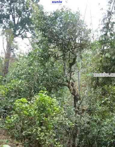 临沧小荒田古树价格-临沧小荒田古树价格查询