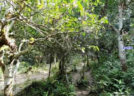 临沧茶区和勐海茶区-临沧茶区和勐海茶区的区别