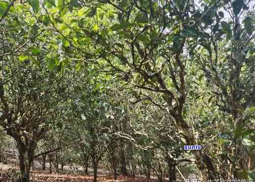 比较：勐海与临沧熟茶的特点及其异同