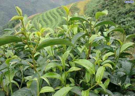 临沧茶与勐海茶区别是什么，《深度解析：临沧茶与勐海茶的五大区别》