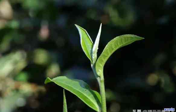 临沧茶和勐海茶的区别，深度解析：临沧茶与勐海茶的五大区别