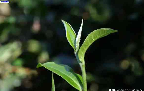 临沧茶与勐海茶区别-临沧茶与勐海茶区别边个品质好