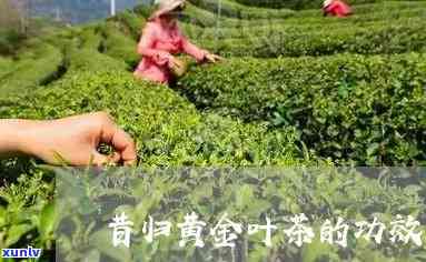 昔归黄金叶茶的功效，探索昔归黄金叶茶的神奇功效