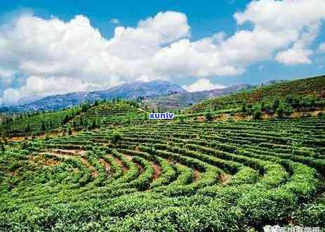 临沧茶区有哪些寨子景点，探访云南临沧茶区：那些你不容错过的寨子景点