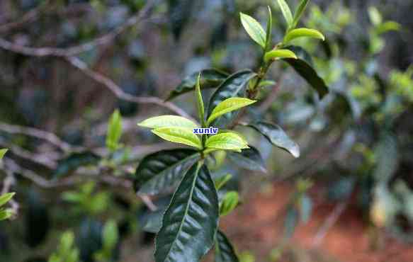 临沧茶区主要产哪些茶叶种类？