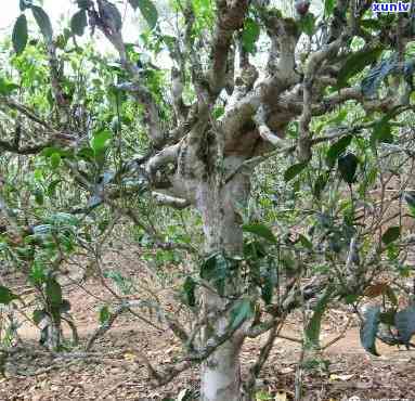 临沧茶区有哪些寨子-临沧茶区有哪些寨子名称