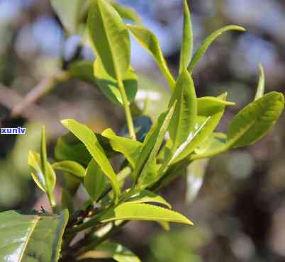 临沧茶区有哪些名山头茶，探寻云南临沧茶区的名山头茶，品味独特的茶香世界