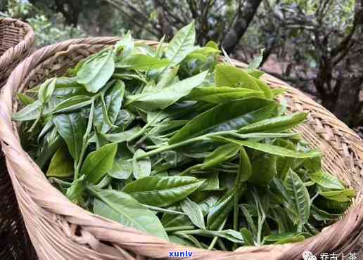 临沧茶区有哪些名山头茶，探寻云南临沧茶区的名山头茶，品味独特的茶香世界