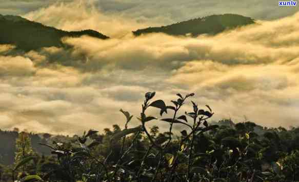 云南临沧名茶山，探秘云南临沧名茶山：品味大自然的馈赠