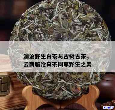 临沧古树生茶的口感-云南临沧古树生茶