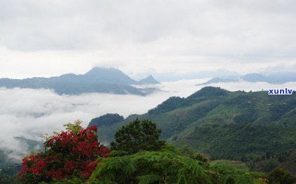 六大茶山开茶价格是多少，了解六大茶山开茶价格，品味云南优质普洱的韵味