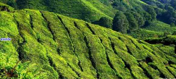 开茶山属哪个产区，探寻茶叶的源头：开茶山属于哪个产区？