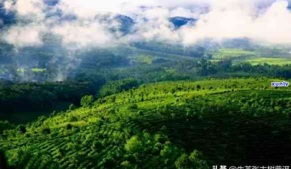 西双版纳六大茶山是哪几个，探寻云南美景：揭秘西双版纳六大茶山的神秘面纱